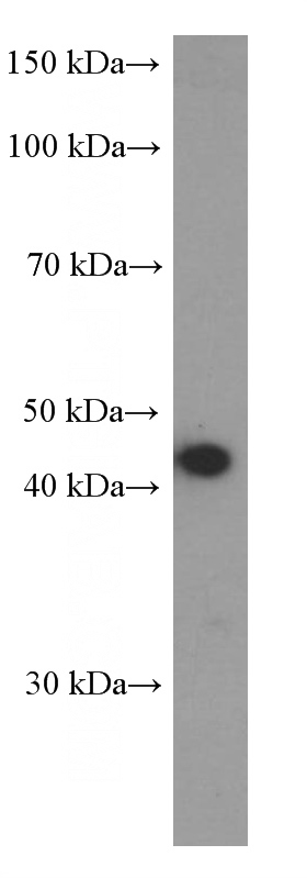 Ramos cells were subjected to SDS PAGE followed by western blot with Catalog No:107025(BSAP,PAX5 Antibody) at dilution of 1:1500