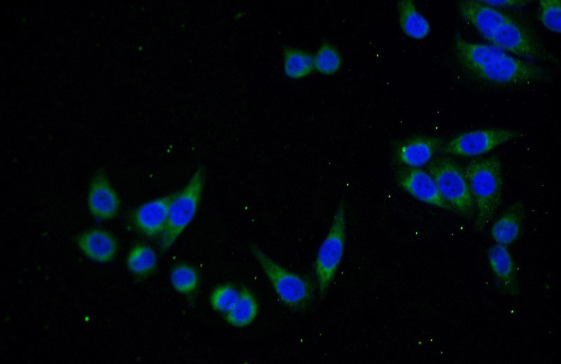 Immunofluorescent analysis of (-20oc Ethanol) fixed HeLa cells using Catalog No:115088(SEC61B-Specific Antibody) at dilution of 1:50 and Alexa Fluor 488-congugated AffiniPure Goat Anti-Rabbit IgG(H+L)
