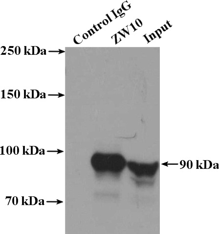 IP Result of anti-ZW10 (IP:Catalog No:117269, 4ug; Detection:Catalog No:117269 1:500) with Jurkat cells lysate 3200ug.