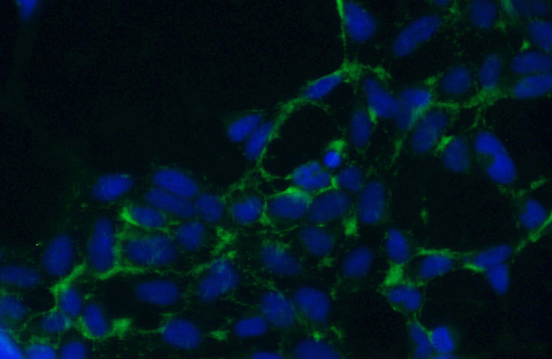 Immunofluorescent analysis of (-20oc Ethanol) fixed HEK-293 cells using Catalog No:113176(NHE8 Antibody) at dilution of 1:50 and Alexa Fluor 488-congugated AffiniPure Goat Anti-Rabbit IgG(H+L)