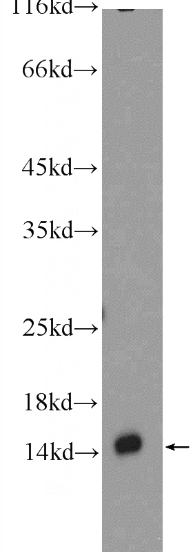 mouse heart tissue were subjected to SDS PAGE followed by western blot with Catalog No:109211(CHCHD10 Antibody) at dilution of 1:600