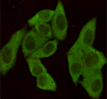 Immunocytochemistry staining of HeLa cells fixed with 4% Paraformaldehyde and using eIF4E mouse mAb (dilution 1:100).