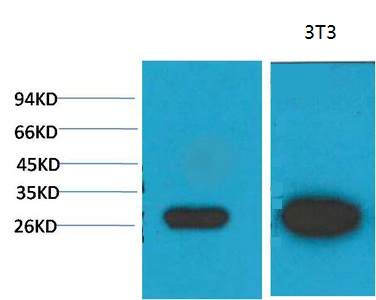 Western blot analysis of 1)MCF7, 2) 3T3 with Galectin-3 Mouse mAb diluted at 1:2,000.
