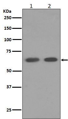 Western blot analysis of AMPK alpha 1 expression in (1) HeLa cell lysate; (2) HepG2 cell lysate.