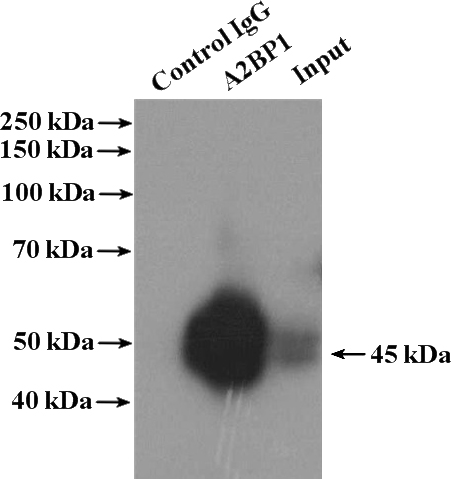 IP Result of anti-A2BP1 (IP:Catalog No:107665, 4ug; Detection:Catalog No:107665 1:500) with mouse brain tissue lysate 4000ug.