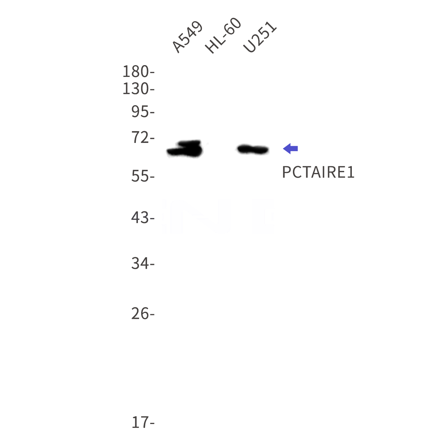 Western blot detection of PCTAIRE1 in A549,HL-60,U251 cell lysates using PCTAIRE1 Rabbit mAb(1:1000 diluted).Predicted band size:56kDa.Observed band size:65kDa.