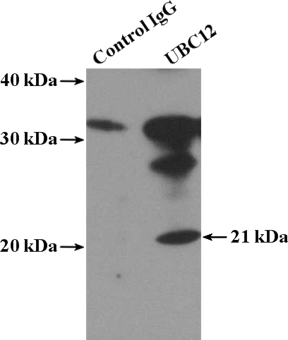 IP Result of anti-UBC12 (IP:Catalog No:116476, 4ug; Detection:Catalog No:116476 1:600) with L02 cells lysate 1800ug.