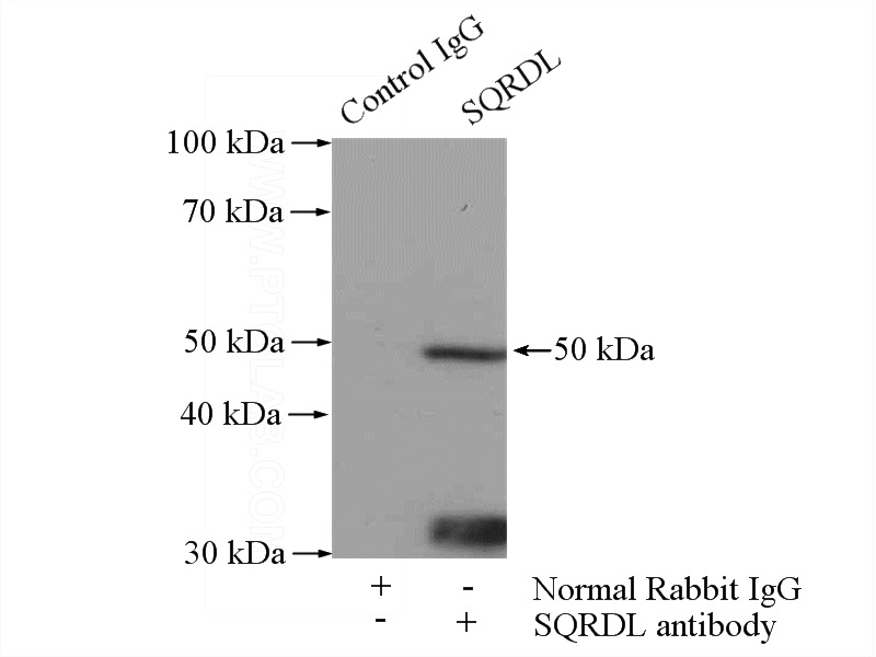 IP Result of anti-SQRDL (IP:Catalog No:115659, 4ug; Detection:Catalog No:115659 1:500) with HeLa cells lysate 2000ug.