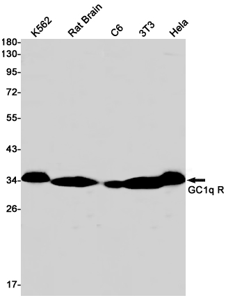 Western blot detection of GC1q R  in K562,Rat Brain,C6,3T3,Hela cell lysates using GC1q R  Rabbit pAb(1:1000 diluted).Predicted band size:31kDa.Observed band size:31kDa.