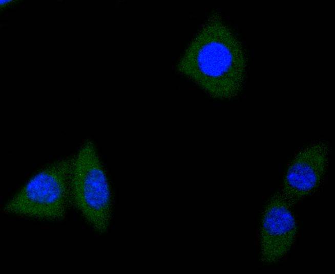 Fig3: ICC staining TrkA+B+C in SH-SY-5Y cells (green). The nuclear counter stain is DAPI (blue). Cells were fixed in paraformaldehyde, permeabilised with 0.25% Triton X100/PBS.