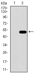 Western blot analysis using ALDH2 mAb against HEK293 (1) and ALDH2 (AA