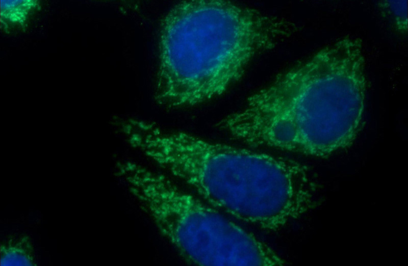 Immunofluorescent analysis of HepG2 cells using Catalog No:116632(C6orf125 Antibody) at dilution of 1:50 and Alexa Fluor 488-congugated AffiniPure Goat Anti-Rabbit IgG(H+L)