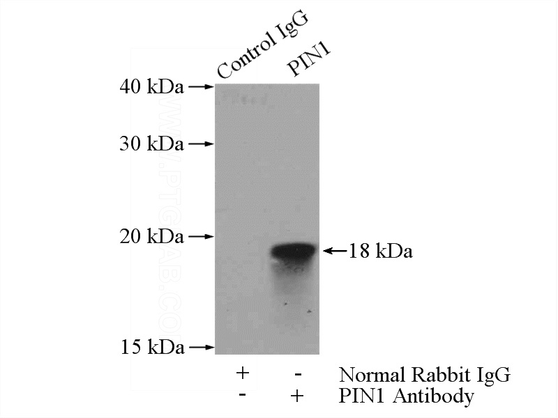 IP Result of anti-PIN1 (IP:Catalog No:113907, 4ug; Detection:Catalog No:113907 1:500) with HepG2 cells lysate 2400ug.