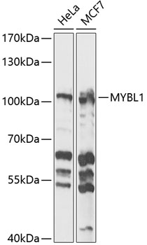 Western blot - MYBL1 Polyclonal Antibody 