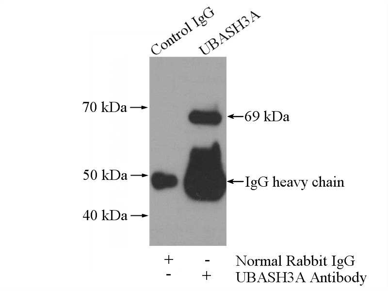 IP Result of anti-UBASH3A-Specific (IP:Catalog No:116474, 4ug; Detection:Catalog No:116474 1:500) with mouse spleen tissue lysate 4000ug.