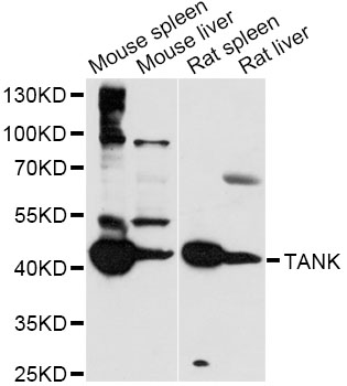 Western blot - TANK Polyclonal Antibody 