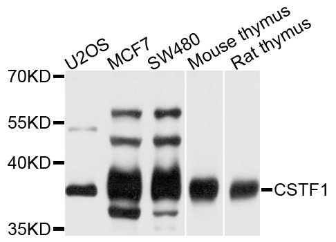 Western blot - CSTF1 Polyclonal Antibody 