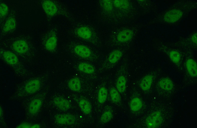 Immunofluorescent analysis of (10% Formaldehyde) fixed HepG2 cells using Catalog No:112967(NBN Antibody) at dilution of 1:50 and Alexa Fluor 488-congugated AffiniPure Goat Anti-Rabbit IgG(H+L)