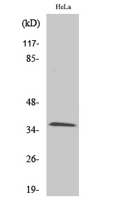 Fig1:; Western Blot analysis of various cells using Olfactory receptor 9Q2 Polyclonal Antibody