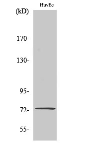 Fig1:; Western Blot analysis of various cells using SSH3 Polyclonal Antibody