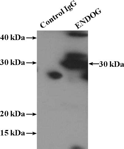 IP Result of anti-ENDOG (IP:Catalog No:110247, 4ug; Detection:Catalog No:110247 1:1000) with mouse heart tissue lysate 4000ug.