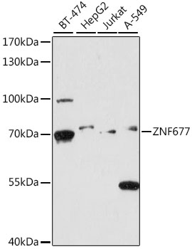 Western blot - ZNF677 Polyclonal Antibody 