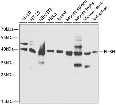 Western blot - EIF3H Polyclonal Antibody 