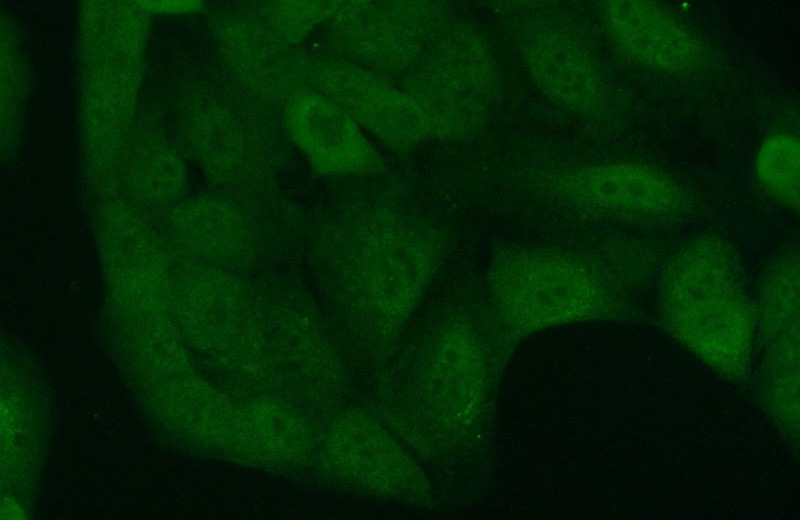 Immunofluorescent analysis of (10% Formaldehyde) fixed A549 cells using Catalog No:110725(FMN1 Antibody) at dilution of 1:50 and Alexa Fluor 488-congugated AffiniPure Goat Anti-Rabbit IgG(H+L)