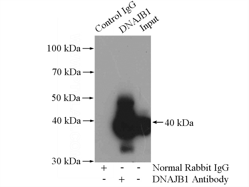 IP Result of anti-DNAJB1 (IP:Catalog No:110088, 4ug; Detection:Catalog No:110088 1:500) with mouse lung tissue lysate 4000ug.