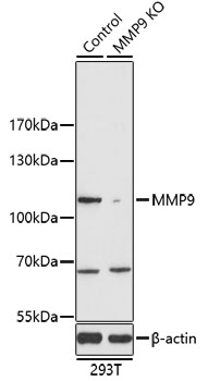 Western blot - [KO Validated] MMP9 Polyclonal Antibody.Western blot analysis of extracts from normal (control) and MMP9 knockout (KO) 293T cells, using MMP9 antibody at 1:1000 dilution.Secondary antibody: HRP Goat Anti-Rabbit IgG (H+L) at 1:10000 dilution.Lysates/proteins: 25ug per lane.Blocking buffer: 3% nonfat dry milk in TBST.Exposure time: 90s.