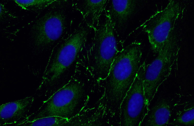 Immunofluorescent analysis of (-20oc Ethanol) fixed MDCK cells using Catalog No:117259(ZO1 Antibody) at dilution of 1:50 and Alexa Fluor 488-congugated AffiniPure Goat Anti-Rabbit IgG(H+L)