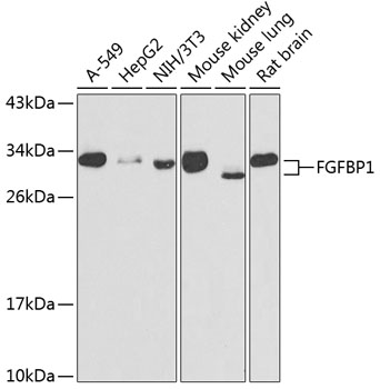 Western blot - FGFBP1 Polyclonal Antibody 