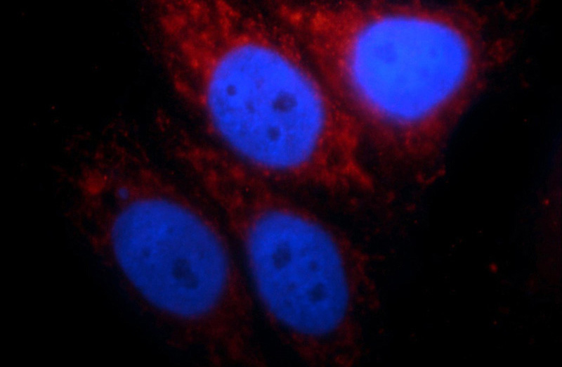 Immunofluorescent analysis of HepG2 cells, using HPS4 antibody Catalog No:111453 at 1:25 dilution and Rhodamine-labeled goat anti-rabbit IgG (red). Blue pseudocolor = DAPI (fluorescent DNA dye).