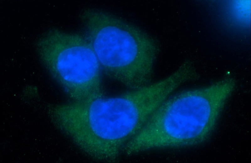 Immunofluorescent analysis of HeLa cells using Catalog No:109592(UNR; CSDE1 Antibody) at dilution of 1:50 and Alexa Fluor 488-congugated AffiniPure Goat Anti-Rabbit IgG(H+L)