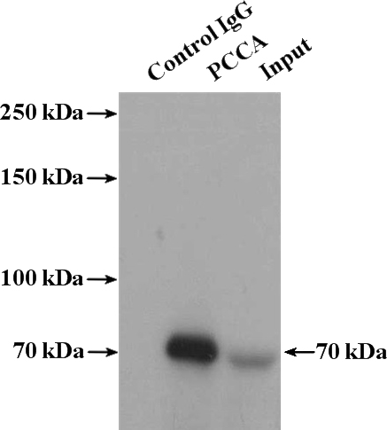 IP Result of anti-PCCA (IP:Catalog No:113686, 4ug; Detection:Catalog No:113686 1:1000) with L02 cells lysate 1800ug.