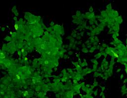 Fig2: Immunofluorescence analysis of CRISPR-Cas9 transfected 293 cells. The cell expressing CRISPR-Cas9 can be detected using rabbit anti- CRISPR-Cas9 (1:500) followed by FITC (1:1000) goat anti-rabbit IgG.