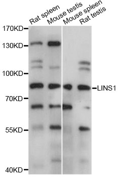 Western blot - LINS1 Polyclonal Antibody 
