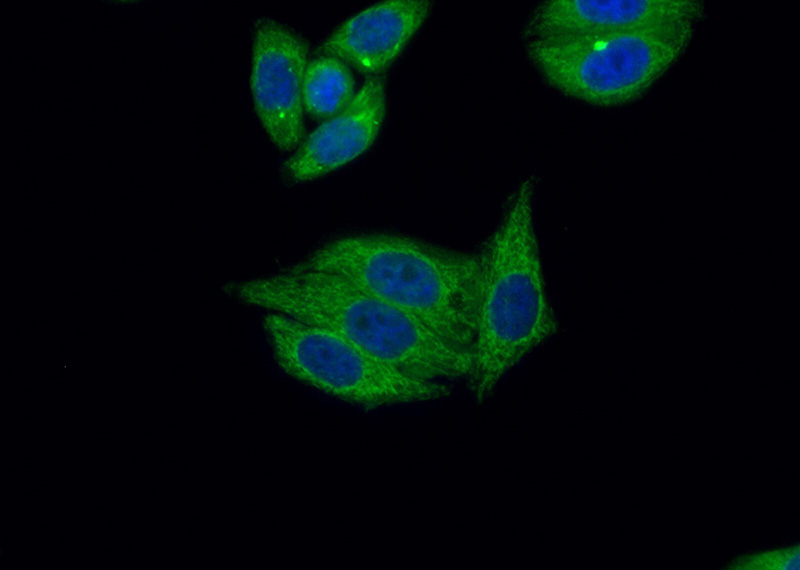 Immunofluorescent analysis of (10% Formaldehyde) fixed HepG2 cells using Catalog No:113523(OXA1L Antibody) at dilution of 1:50 and Alexa Fluor 488-congugated AffiniPure Goat Anti-Rabbit IgG(H+L)