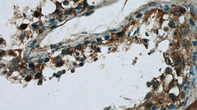 Immunohistochemistry of paraffin-embedded human testis tissue slide using Catalog No:109109(CDC45L Antibody) at dilution of 1:50