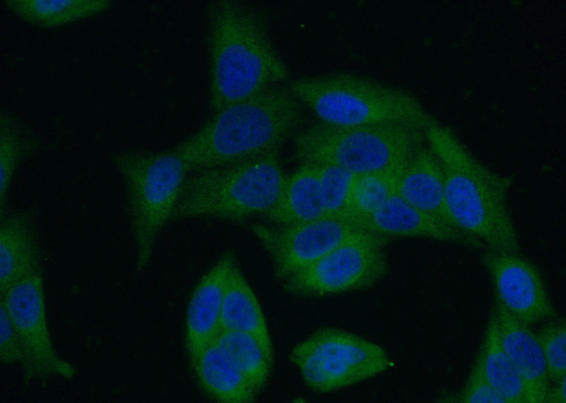 Immunofluorescent analysis of (-20oc Ethanol) fixed HeLa cells using Catalog No:112338(LRRC8D Antibody) at dilution of 1:50 and Alexa Fluor 488-congugated AffiniPure Goat Anti-Rabbit IgG(H+L)