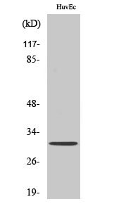 Fig1:; Western Blot analysis of various cells using Olfactory receptor 6C68 Polyclonal Antibody