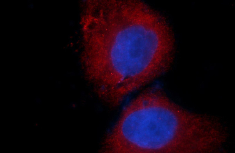 Immunofluorescent analysis of HepG2 cells using Catalog No:107145(CDC6 Antibody) at dilution of 1:50 and Rhodamine-Goat anti-Mouse IgG