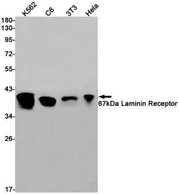 Western blot detection of 67kDa Laminin Receptor in K562,C6,3T3,Hela cell lysates using 67kDa Laminin Receptor Rabbit pAb(1:1000 diluted).Predicted band size:33kDa.Observed band size:40kDa.