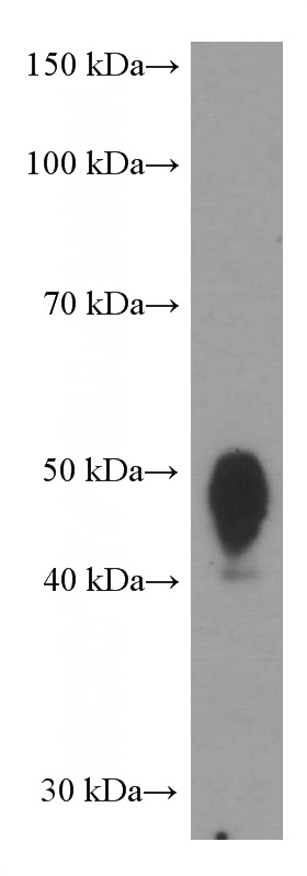 human spleen tissue were subjected to SDS PAGE followed by western blot with Catalog No:107051(CD200 Antibody) at dilution of 1:500