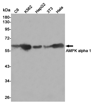 Western blot analysis of AMPK alpha 1 expression in C6,K562,HepG2,3T3 and Hela cell lysates using AMPK alpha 1 antibody at 1/1000 dilution.Predicted band size:63KDa.Observed band size:63KDa.