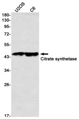Western blot detection of Citrate synthetase in U2OS,C6 using Citrate synthetase Rabbit mAb(1:1000 diluted)