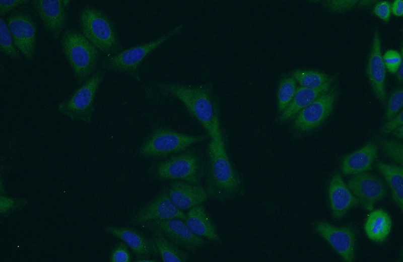 Immunofluorescent analysis of HepG2 cells using Catalog No:114667(RHPN2 Antibody) at dilution of 1:50 and Alexa Fluor 488-congugated AffiniPure Goat Anti-Rabbit IgG(H+L)