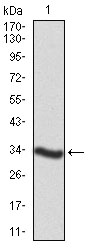 Western blot analysis using NEFM mAb against human NEFM recombinant protein. (Expected MW is 31.9 kDa)