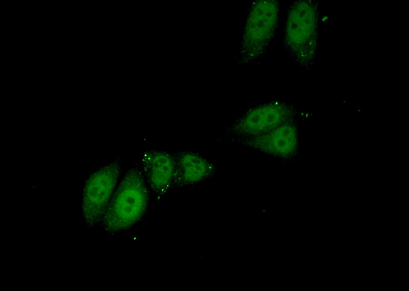 Immunofluorescent analysis of (10% Formaldehyde) fixed HepG2 cells using Catalog No:114146(PPP1R10 Antibody) at dilution of 1:50 and Alexa Fluor 488-congugated AffiniPure Goat Anti-Rabbit IgG(H+L)
