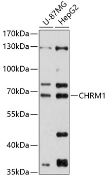 Western blot - CHRM1 Polyclonal Antibody 